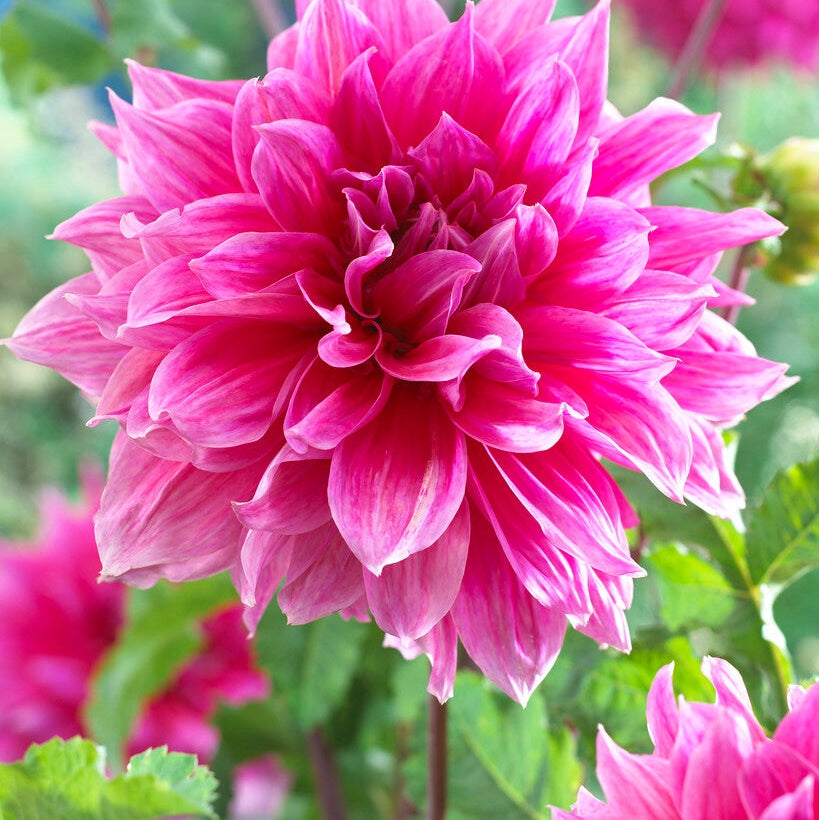 Dahlia Dekorativ Emory Paul 1-pack